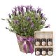 Send Scented-Summer-Greeting-with-honey-gift-set to Switzerland