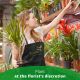 Send Single-Plant to Andorra