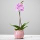 Send Single-Plant to United Kingdom