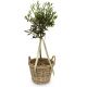 Send Summer-Dream-miniature-olive-tree to Switzerland