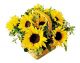 Send Sunflower-basket to Puerto Rico