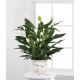 Send The-FTD-Comfort-Planter to United States