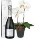 Send White-Dream-orchid-with-Prosecco-Albino-Armani-DOC-75cl to Switzerland