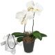 Send White-Dream-orchid-with-Swarovski-crystal-heart to Switzerland
