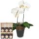 send White-Dream-orchid-with-honey-gift-set-Max to Switzerland