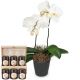 Send White-Dream-orchid-with-honey-gift-set to Switzerland