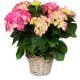 Send With-Love-pink-hydrangea-for-the-cemetery to Switzerland